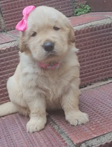 PROMOÇÃO Últimos filhotes de Golden Retriever 