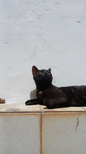 Gatinho filhote- adoção responsável