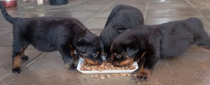 Filhotes de Rottweiler