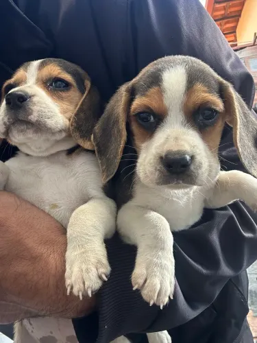 Filhotes de beagle(divido no cartão)