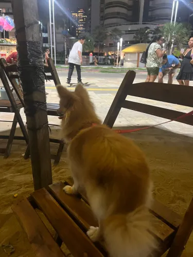 Cachorrinha muito pequena e dócil 