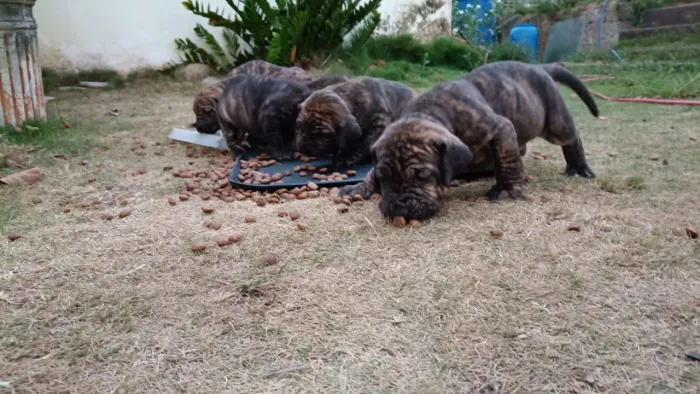 Filhotes de Fila Brasileiro