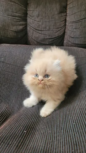 Lindos Gato Persa