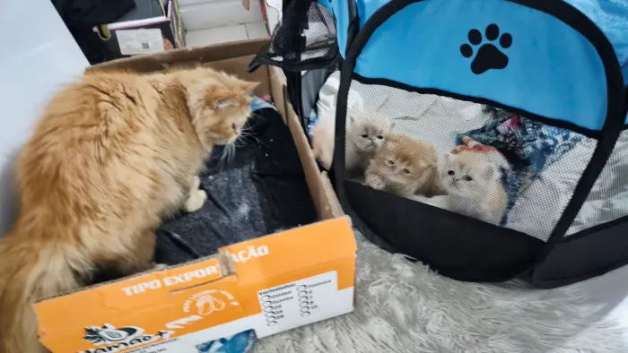 Gatos Persas Exoticos (Pedigree)