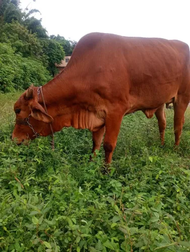Novilha mojando e um touro diferenciado 