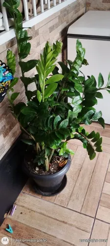Planta Zamiokulka