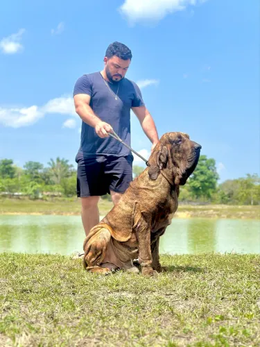 Fila Brasileiro filhotes com pedigree CBKC