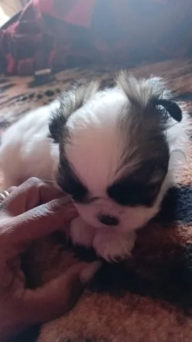 Um casal de ilhasa com 45 dias interessados me chama q mando foto  zap *