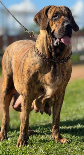 Cachorro