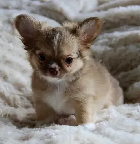Chihuahua maravilhosa