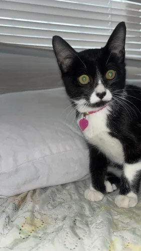 Doando gato filhote