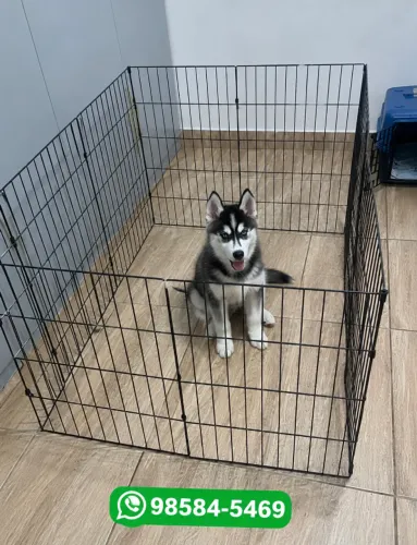 Cercadinho de cachorro