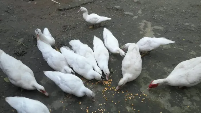 PATO FILHOTES
