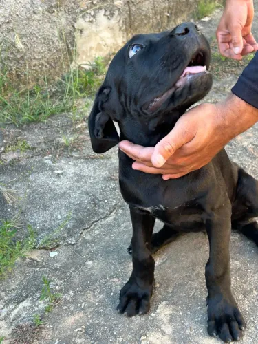 Filhote de cane corso