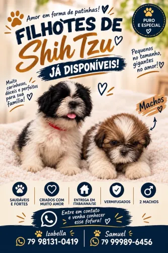 Filhote de Shih Tzu
