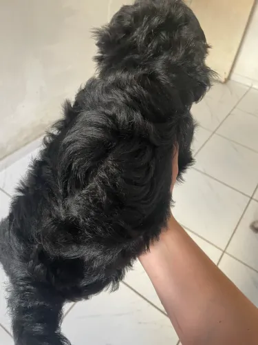 Vendo dois casal de shihtzu