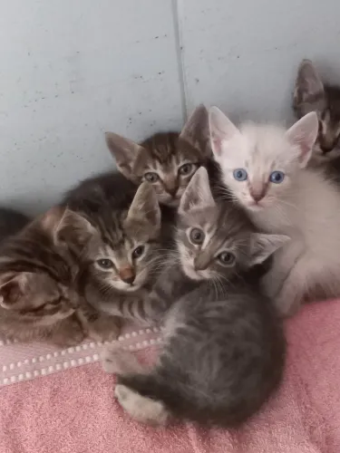 Gatinhos para doação ?