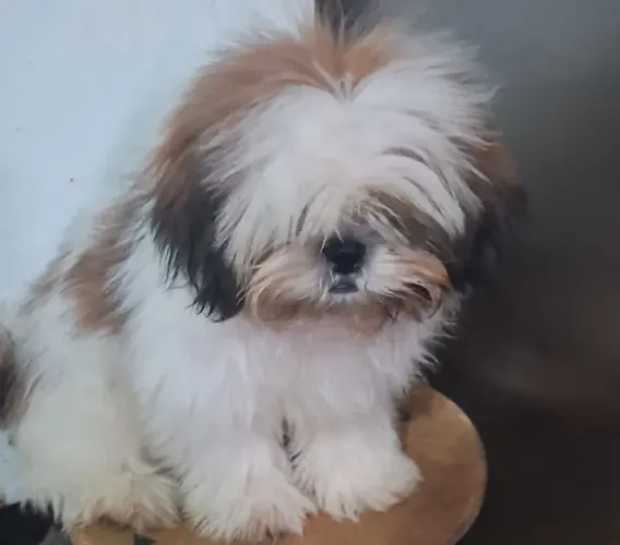 Filhote Shih Tzu