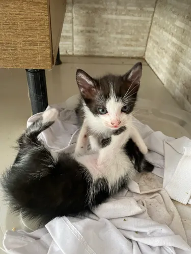 Gatinhos Frajola adoção machos 