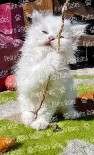 Angora turco 12 X 225,00