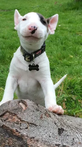 Filhote Bull Terrier Fêmea Com Ótimo Porte