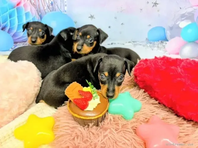 Baby dócil e brincalhão Pinscher/Pincher/Pinsher/Pintier