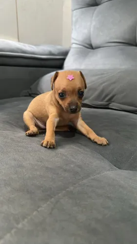 Cachorra pinscher fêmea 45 dias de vida ?