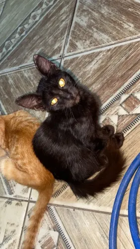 Doação de Gatinhos