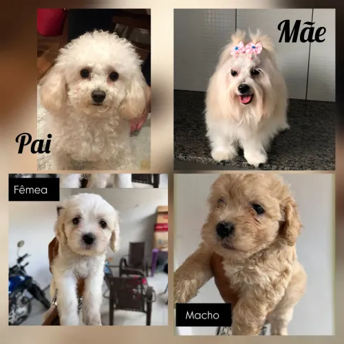 Vendo filhote de poodle macho legítimo