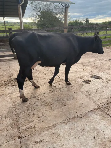 Vaca leiteira