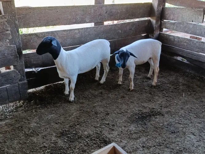 2 borregas Dorper aproximadamente 4 meses de idade filhas de pai P.O