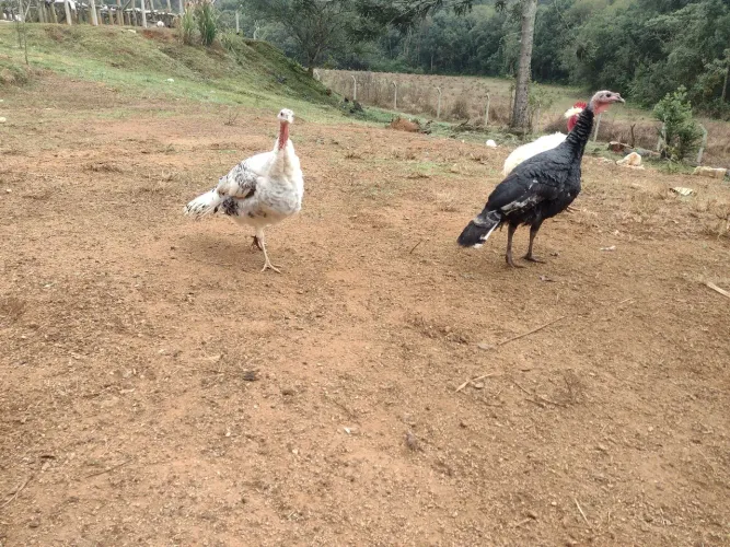 Filhotes de PERU vendo ou troco por outro animal
