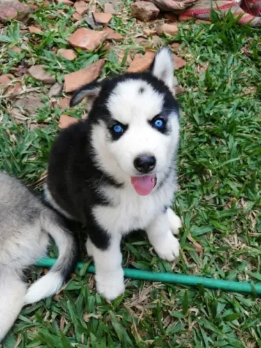 Husky Siberiano,Husky Siberiano Filhote Top Padrão da Raça