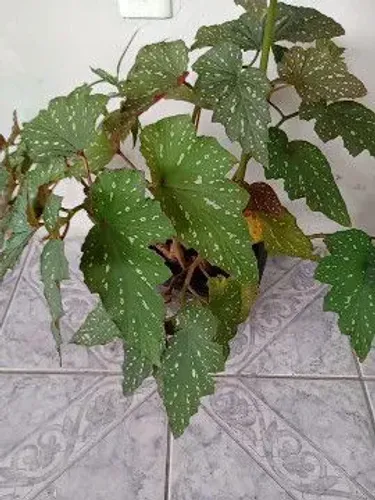 Begônia asa de anjo.