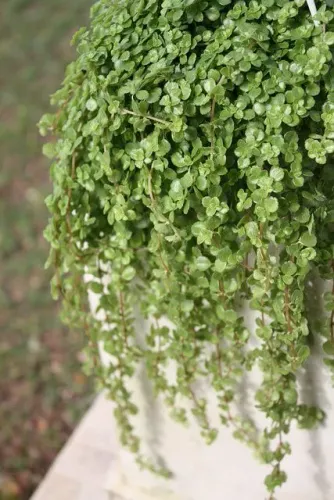 Muda de planta, Barba de Moisés