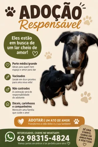 Doação de cachorros porte médio/grande