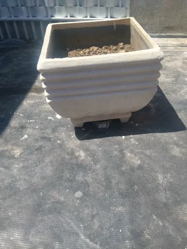 Vaso planta
