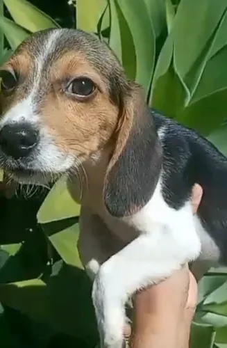 Beagle companheiro