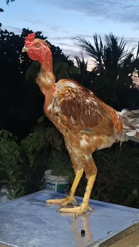 frango polaco 100 reais