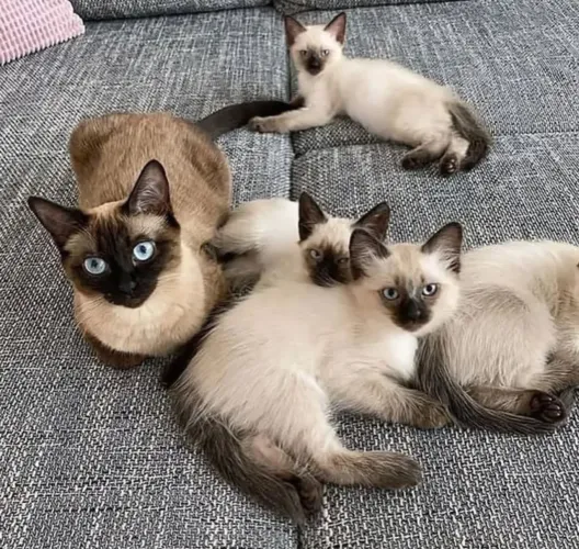 Filhotes fêmeas com olhos azul celeste