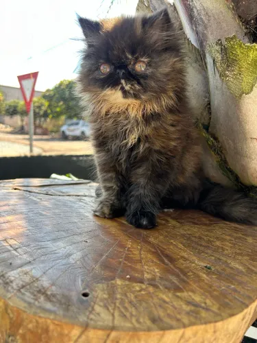 Gato persa 