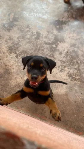 ROTTWEILER FÊMEA