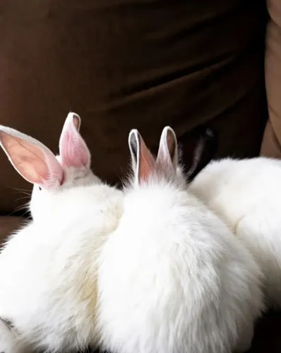 Coelhos mestiços cabeça de leão. 5 unidades