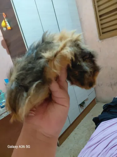 Porquinho da índia 