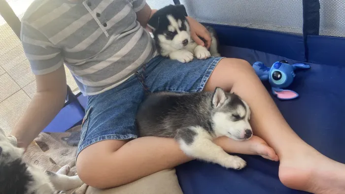 Filhote de husky siberiano