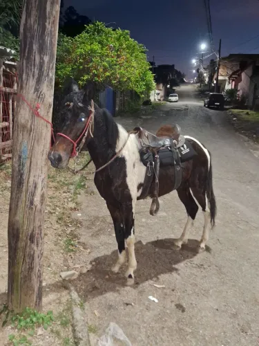 Vende se cavalo pampa inteiro macha de centro pra piada