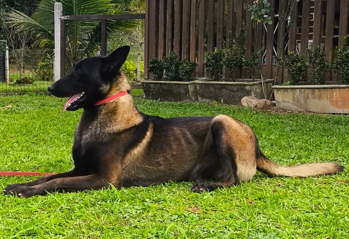 Filhote de Pastor belga Malinois