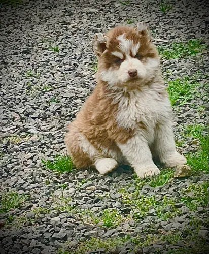 Filhotes de husky siberiano 