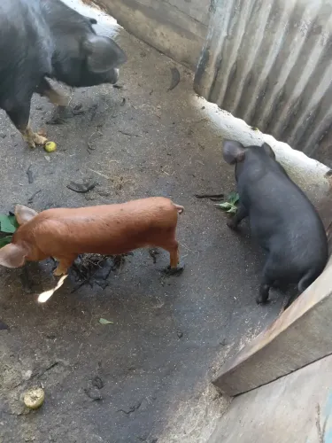 Leitao caipira