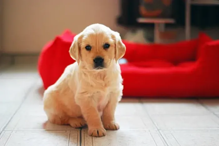 Filhote de Golden Retriever O Companheiro Que Vai Fazer Parte da Sua Melhor História